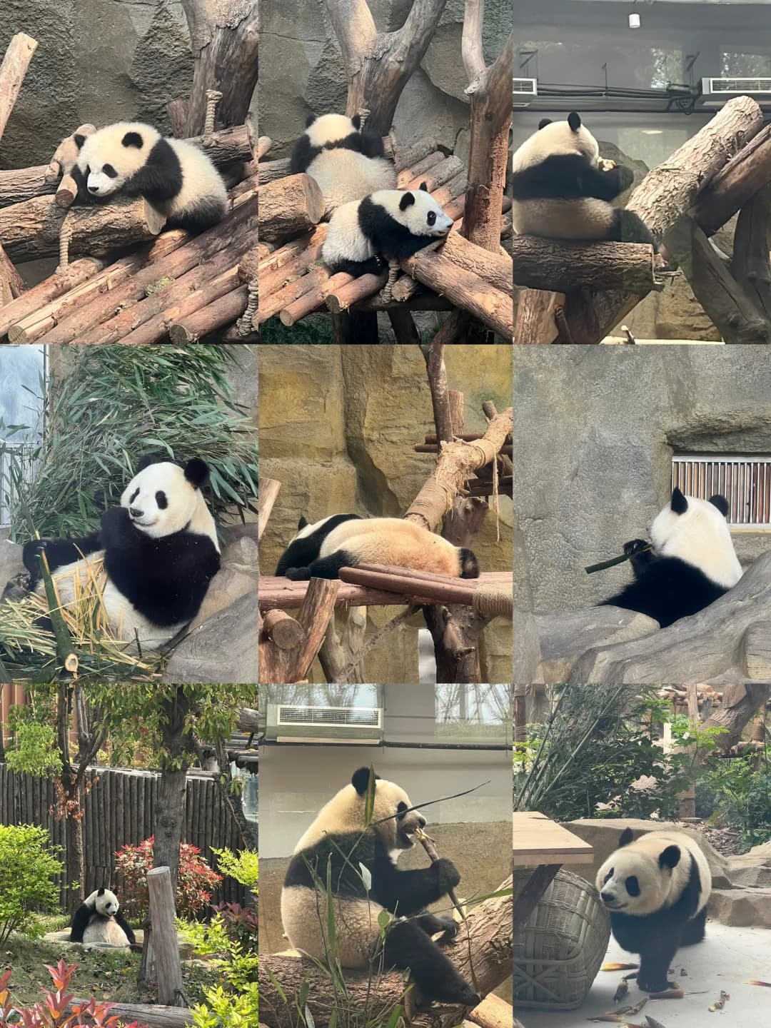 A Guide to Spotting More Pandas at Chengdu Panda Base While Avoiding Crowds