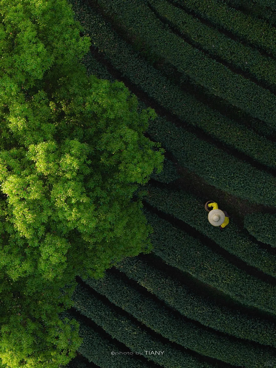Longjing Tea Garden